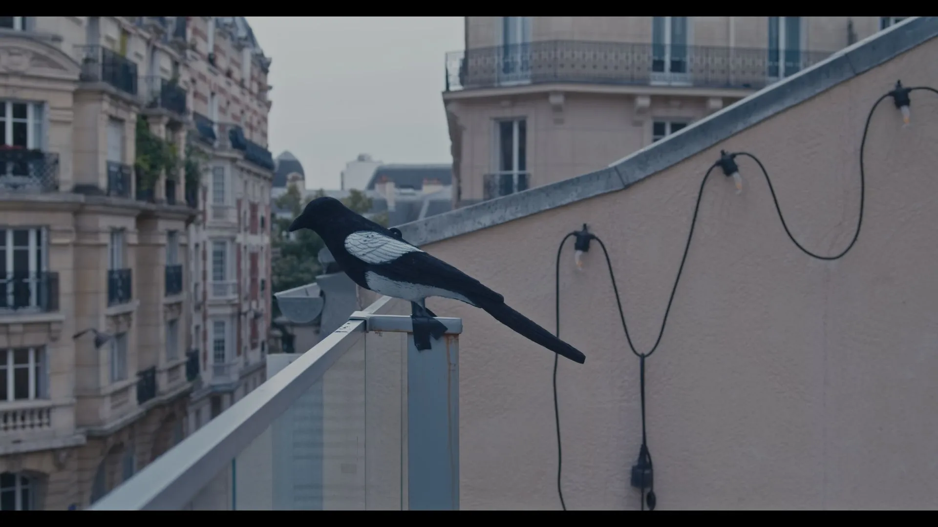 Magpie still 1