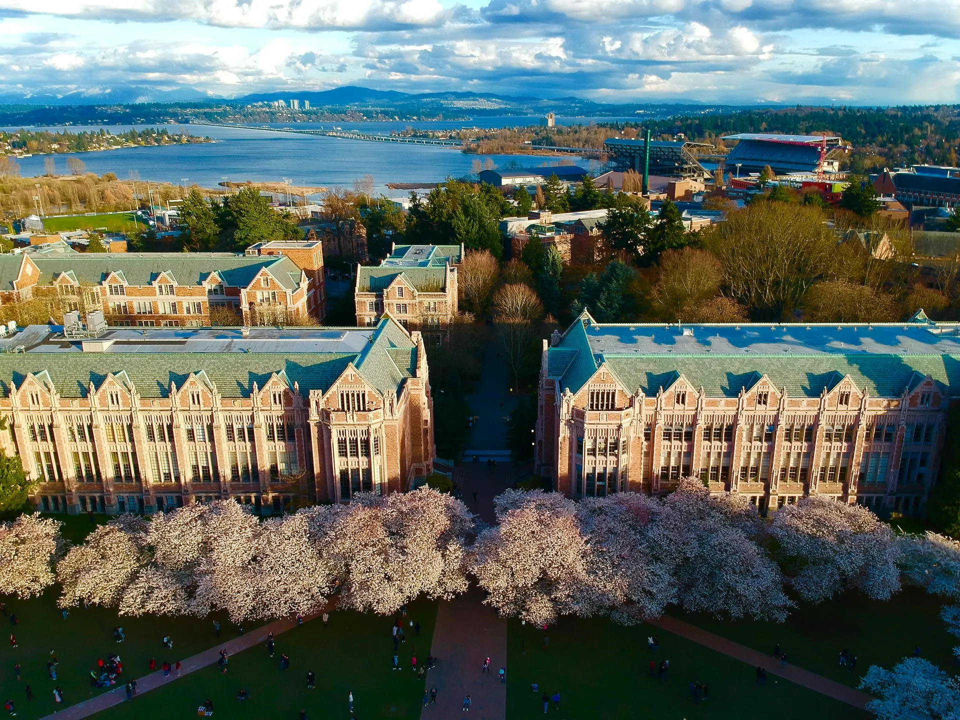 Cherry Blossoms